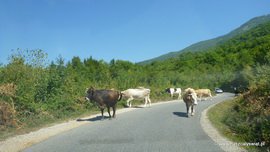 Krowy na bośniackiej drodze