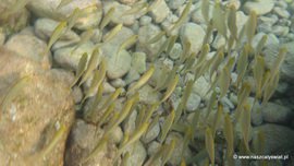 Ryby Morza Adriatyckiego w Tučepi