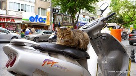 Stambulskie koty