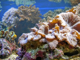 Ciekawe kształty w rafie koralowej